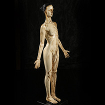 Medical Teaching Resin Female Model Medical Human Anatomy Human Muscle Teaching Model Painting Fine Art Art