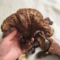 Zhongji Treasure Ganoderma lucidum Changbai Mountain Ganoderma natural ecology Purple Ganoderma lucidum Linzhi Ganoderma lucidum gift box