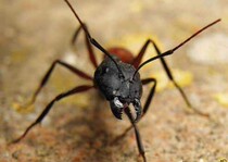 Ant Ranch Ant - bow Ant Pet Ant Live