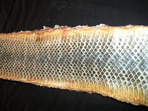 Jinghu Pi Yue Hu Pi Quhu Pi Jingerhu Pi Super Snake Skin Whole Sheet