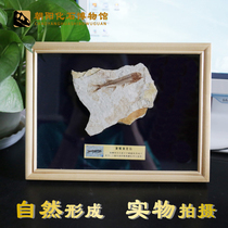 Boutique wolf fin fish fossils paleontological fossils Animal fossil specimens Solid wood frame framed table gift box gifts