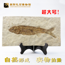 New Liaoxi paleontological fossils Large wolf fin fish fossil specimens Animal fossils original plate ornamental strange stone ornaments