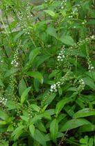 Shanli Baoxinxian is now picking wild Chinese herbal medicine star asiatica fake hot Polygonum Loach Loach vegetables Shunfeng