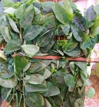 Rau ngot Vietnam fresh boiled soup leaves 250g soup leaves