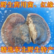 Wild fungal red edge Stratix Pore Fungus Red Edge Polypore Fungus Red Edge Tree Tongue to produce wild lingzhi red belt bacteria
