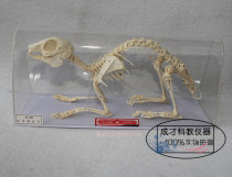 43106 rabbit bone model rabbit bone specimen model Junior High School biological specimen teaching instrument