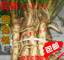 Red fennel root skin fennel root fresh cumin root seedling old root seedling milk belt root fennel cumin root