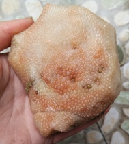 Ning Qiang Coral Jade Snowflake fossilized original ecological original stone chapter material engraving material granular red and white boutique L