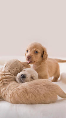 宝贝收到了，质量很不错的