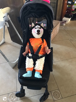 如何评价HBR虎贝尔婴儿推车怎么样，好不好用？虎贝尔有实体店吗？