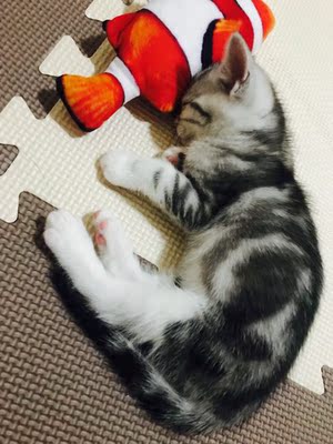 皇家猫粮对比评价怎么样，看过才知皇家猫粮质量靠谱吗,质量行不行,