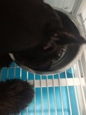 解说疯狂的小狗狗粮怎么样,质量好不好?真的是天然粮吗?