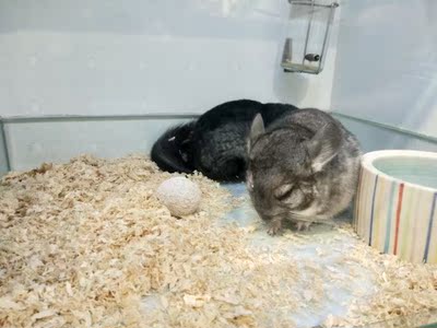 和此卖家交流，不由得精神为之一振，自觉七经八脉为之一畅，我在淘宝买了这么多年，所谓阅商无数，但与卖家您交流，我只想说，老板你实在是太好了，你的高尚情操太让人感动了，本人对此卖家之仰慕如滔滔江水连绵不绝，海枯石烂，天崩地裂，永不变心。交易成功后，我的心情是久久不能平静，自古英雄出少年，卖家年纪轻轻，就有经天纬地之才，定国安邦之智，而今，天佑我大中华，沧海桑田5000年，神州平地一声雷，飞沙走石，大雾迷天，朦胧中，只见顶天立地一金甲天神立于天地间，花见花开，人见人爱，这位英雄手持双斧，二目如电，一斧下去，混沌初开，二斧下去，女娲造人，三斧下去，小生倾倒。得此大英雄，实乃国之幸也，民之福，人之初也，怎不叫人喜极而泣&hellip;&hellip;看着交易成功，我竟产生出一种无以名之的悲痛感&mdash;&mdash;啊，这么好的卖家，如果将来我再也遇不到了，那我该怎么办？直到我毫不犹豫地把卖家的店收藏了，我内心的那种激动才逐渐平静下来，可是我立刻想到，这么好的卖家，倘若别人看不到，那么不是浪费心血吗？经过痛苦的思想斗争，我终于下定决心，牺牲小我，奉献大我。我要以此评价奉献给世人赏阅，我要给好评&hellip;&hellip;评到所有人都看到为止！