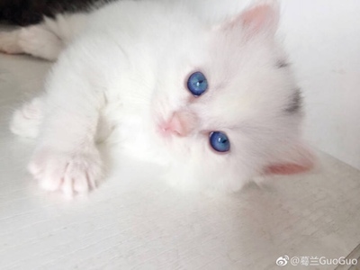 说说苏泊尔CFXB50FC8155-75电饭煲怎么样,苏泊尔好不好呢