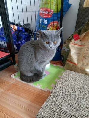 好主人猫粮在行业中排第几好主人猫粮好不好,如何选购,