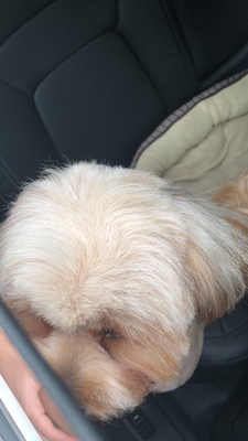 大家谈谈海尔空气净化器怎么样,三个月使用彻底后悔了,内幕曝光