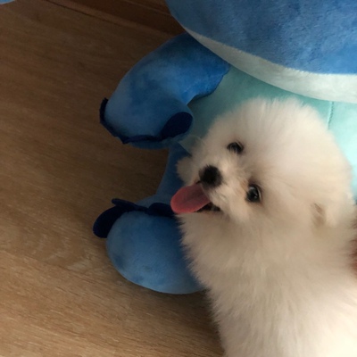 我是我们村第一个淘宝的人,这里大部分人都是不网购的,他们买东西价格一般不会超过五块,听说我在淘宝买东西整个村子都震惊了,村长跑到我家对我爸说你是不是疯了?媳妇跟我闹离婚这日子没法过啦,面对重重压力下我依然坚持要买,我相信这个月的工资不会白花,终于快递到了,我怀着激动的心情颤抖着双手打开包裹,啊!!!我惊呆了,这颜色,这手感,这质量,只恨我读书少无法用华丽的词语来形容它,我举着它骄傲的站在村口,整个村都沸腾啦,更有人喊如果不给他们看,他们就要跳井,吓的我赶紧收起宝贝立刻前往海拔100米的村长家使用,用完后在全村人羡慕的眼光中昂首挺胸扬长而去 我是我们村第一个淘宝的人,这里大部分人都是不网购的,他们买东西价格一般不会超过五块,听说我在淘宝买东西整个村子都震惊了,村长跑到我家对我爸说你是不是疯了?媳妇跟我闹离婚这日子没法过啦,面对重重压力下我依然坚持要买,我相信这个月的工资不会白花,终于快递到了,我怀着激动的心情颤抖着双手打开包裹,啊!!!我惊呆了,这颜色,这手感,这质量,只恨我读书少无法用华丽的词语来形容它,我举着它骄傲的站在村口,整个村都沸腾啦,更有人喊如果不给他们看,他们就要跳井,吓的我赶紧收起宝贝立刻前往海拔100米的村长家使用,用完后在全村人羡慕的眼光中昂首挺胸扬长而去