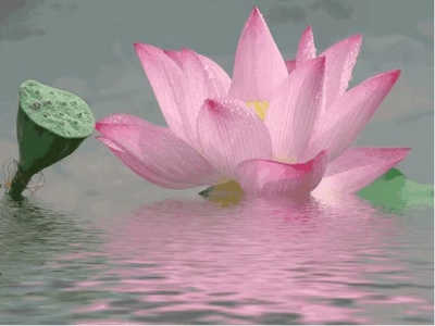 汪氏蜂蜜口碑好不好,调查分析,汪氏蜂蜜怎么样,汪氏蜂蜜好不好呢