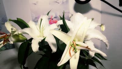 上次在这家买了一件,很舒服,也很美,真的是小胸的福利,不用在穿那种很厚的内衣了,而且物美价廉,所以这次买,直接锁定这家了。 上次在这家买了一件,很舒服,也很美,真的是小胸的福利,不用在穿那种很厚的内衣了,而且物美价廉,所以这次买,直接锁定这家了。