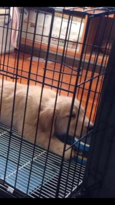 终于收到我需要的宝贝了,东西很好,价美物廉,谢谢掌柜的!说实在,这是我购物来让我最满意的一次购物。无论是掌柜的态度还是对物品,我都非常满意的。掌柜态度很专业热情,有问必答,回复也很快,我问了不少问题,他都不觉得烦,都会认真回答我,这点我向掌柜表示由衷的敬意,这样的好掌柜可不多。再说宝贝,正是我需要的,收到的时候包装完整,打开后让我惊喜的是,宝贝比我想象中的还要好!不得不得竖起大拇指。下次需要的时候我还会再来的,到时候麻烦掌柜给个优惠哦! 终于收到我需要的宝贝了,东西很好,价美物廉,谢谢掌柜的!说实在,这是我购物来让我最满意的一次购物。无论是掌柜的态度还是对物品,我都非常满意的。掌柜态度很专业热情,有问必答,回复也很快,我问了不少问题,他都不觉得烦,都会认真回答我,这点我向掌柜表示由衷的敬意,这样的好掌柜可不多。再说宝贝,正是我需要的,收到的时候包装完整,打开后让我惊喜的是,宝贝比我想象中的还要好!不得不得竖起大拇指。下次需要的时候我还会再来的,到时候麻烦掌柜给个优惠哦!