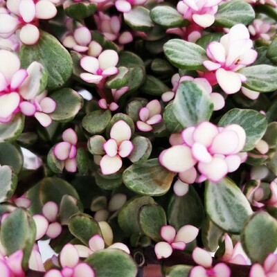 还没打开,相信正品,物流挺快的,不错,还会再来,买来当护手霜和身体乳的,备孕很多东西不能用,期待好用! 还没打开,相信正品,物流挺快的,不错,还会再来,买来当护手霜和身体乳的,备孕很多东西不能用,期待好用!