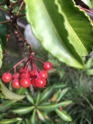 揭秘韩国原装NUC原汁机NF7620怎么样，好用吗？真的出汁率高吗？