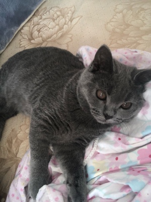 凯锐思猫粮业内推荐,原因怎么样凯锐思猫粮好不好,价格,