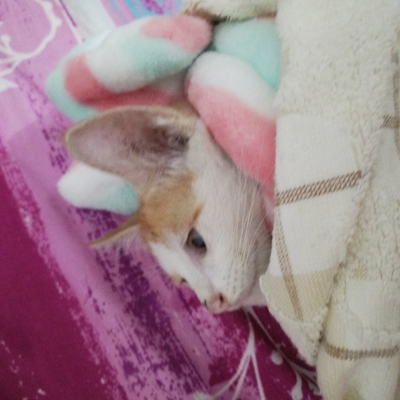 第一次知道天猫还有99大促这个东西。看了半天价格很一般，看大家都说买刚需比较合适，想了想，内衣是我目前刚需，所以在68买了三件，很好看很薄又有钢圈，我们这样的大胸终于可以买到少女文胸了。就是原价68，大促67.9，有点方，希望双十一便宜点，我会多买几个的