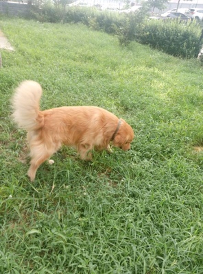 大家谈谈给金毛吃好主人狗粮怎么样,到底好不好?这的是天然粮吗