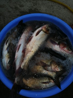 目前看来【反馈】霸将鱼竿怎么样，通过三个月使用看真相