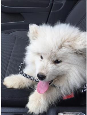 真实使用感受给泰迪吃麦顿狗粮怎么样，好不好？狗狗喜欢吃这个牌子吗