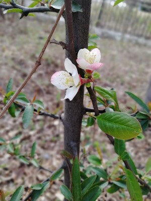 一分钱一分货吧，玩玩还是可以的。不要长时间贴，很难撕下来