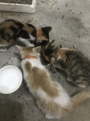 绿元菌猫粮在行业中排第几绿元菌猫粮好在哪,效果好不好,