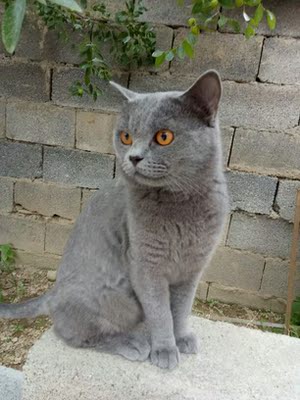 好主人猫粮在行业中排第几好主人猫粮好不好,如何选购,