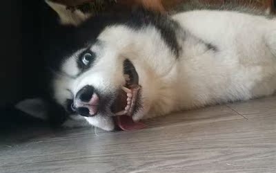 这个很紧了!!然而没有拉链没有扣,我每次套进去的时候,表情都是这样的??! 这个很紧了!!然而没有拉链没有扣,我每次套进去的时候,表情都是这样的??!