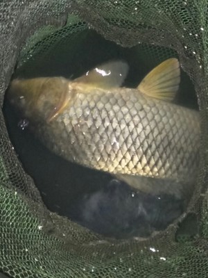 大家谈谈史蒂夫鱼竿怎么样,质量如何?史蒂夫鱼竿是品牌杆吗?