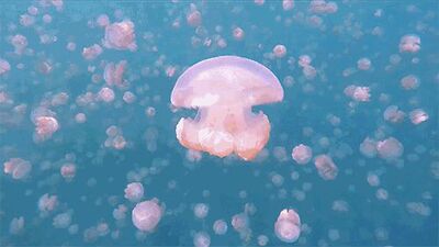 前前后后在这家店铺里买了好几件内衣，外形上，衣服轻薄有型，用料上，柔软舒适，手感不错，因为是有钢圈的所以不用太担心小锤的问题，当然外扩是不可避免的，毕竟不是聚拢型，个人认为小?挺好的，为什么一定要像挤面包?一样强撑呢，穿着衣服也没什么型