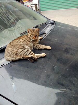 这个内衣穿起来有点扎人,而且很痒 款式挺好看的,不过没有图片上那么小巧 内衣的肩带(丝带部分)不是很合适,一根长一根短 这个内衣穿起来有点扎人,而且很痒 款式挺好看的,不过没有图片上那么小巧 内衣的肩带(丝带部分)不是很合适,一根长一根短