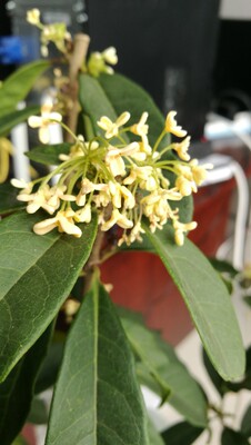 码数合适，聚拢效果好，虽然没有钢圈但是依然收副乳