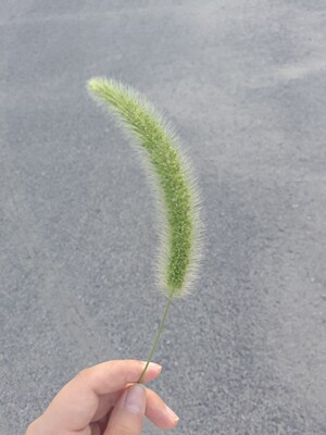 一直在这儿买内衣，这次超级聚拢啊，平胸都穿出了沟，哈哈哈，带劲，