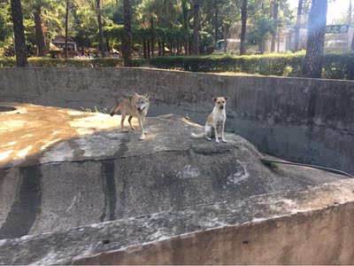这个穿着很舒服，所以又加买了2个。不过在网上旗舰店买的都有很奇怪的味道不知道为什么