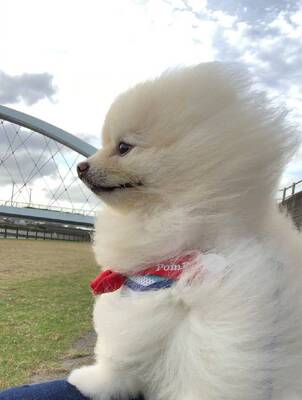 卖家打电话让评价，好恶心。打扰我睡觉。。。。。。。这是一个好评模版，因为本仙女很懒，不想每个产品都写好评，所以才有了这个模版，但是这个产品无论是质量还是外形肯定都是仙女喜欢的，如果不喜欢仙女收到东西会很生气，然后这个模版就会变成仙女喋喋不体的抱怨书，自然不可能撒下这个好评，这里写下也给各位淘友一个参考，这个物品还是值得购买的。---来自一位懒惰的只爱购物不爱写评语却想换积分的仙女