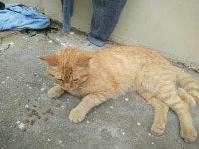 美滋元猫粮怎样,质量靠谱吗美滋元猫粮口碑好不好,调查分析,