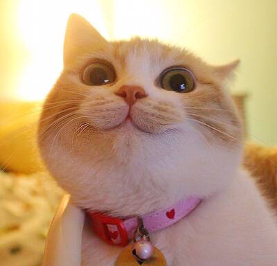 东西好便宜而且质量不错，犹豫的可以下单了，这个评价看到这里就可以了，不要浪费时间了，毕竟接下来的评价都是为了凑字数换积分长淘气值的。毕竟网购这么多年还不是超级会员，我很生气，每年双十一都很吃亏，作为佛系买家从来都是只买不评论我知道还有还多人和我一样，如果你也懒得评价可以把我的复制走，复制后别忘记给我一个赞，毕竟这个评价花了我10分钟打出来的，听说得写80字才行，我的妈我真的快词穷了，到了80字没有？？？老天爷啊像写作文一样！为了每个商品评价都能试用我只好认认真真写一个以后就都可以复制了。其实在写之前我也想复制其他人的，但是找不到一个我喜欢的，毕竟我也不是咱们村第一个玩淘宝的人。嗯。。。。。无聊的朋友可以帮我数一下我够80字了没有？？这是我写的最长的一次评论了。。。。卖家不要太感动，毕竟开网店不容易。。好了就写到这把，字数不够我也不凑了。。。。。。。加个表情吧让我看起来萌萌哒(๑`･ᴗ･&acute;๑)