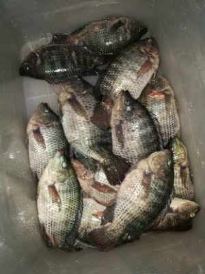 让保罗钓竿口碑行吗,质量怎么样,让保罗钓竿怎么样,让保罗质量真的很好吗?