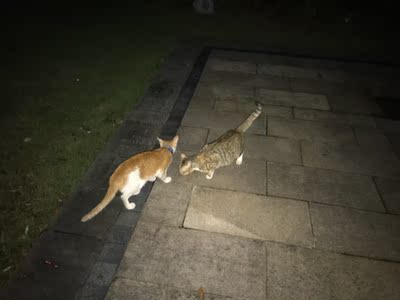 牧康乐猫粮咋样,评论有作假吗牧康乐猫粮用后果真相如何,质量怎么样,