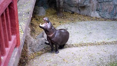 该女，干商通过好评返现欺骗好评，并没有返现，广大消费者注意了