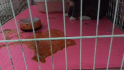 皇家猫粮小白求证皇家猫粮用后感觉如何,值得买吗,