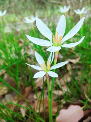 很薄，很舒服。周末逛街买了瓶可乐，发现一老婆婆紧跟着我，于是转身问她：&ldquo;干什么？老奶奶。&rdquo;她说：&ldquo;我要你手上的空瓶。&rdquo;原来如此，于是我把空瓶给了她，谁知走了一段路发现她还跟着，纳闷地问她：&ldquo;瓶子不是给你了吗？还有事？&rdquo;谁知她说：&ldquo;这天那么热，我就不相信你不再买一瓶！&rdquo;