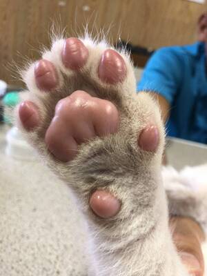 很好 挺薄的 布料柔软 透气 夏天穿正合适 这个尺寸难得有好的内衣 而且不是大妈款式 质量非常好，与卖家描述的完全一致，非常满意,真的很喜欢，完全超出期望值，发货速度非常快，包装非常仔细、严实，物流公司服务态度很好，运送速度很快，很满意的一次购物质量非常好，与卖家描述的完全一致，非常满意,真的很喜欢，完全超出期望值，发货速度非常快，包装非常仔细、严实，物流公司服务态度很好，运送速度很快，很满意的一次购物